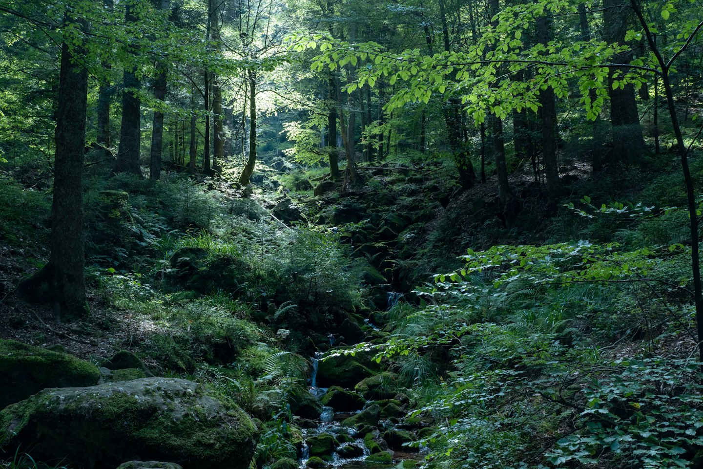 A small stream flows over mossy rocks in a forest.